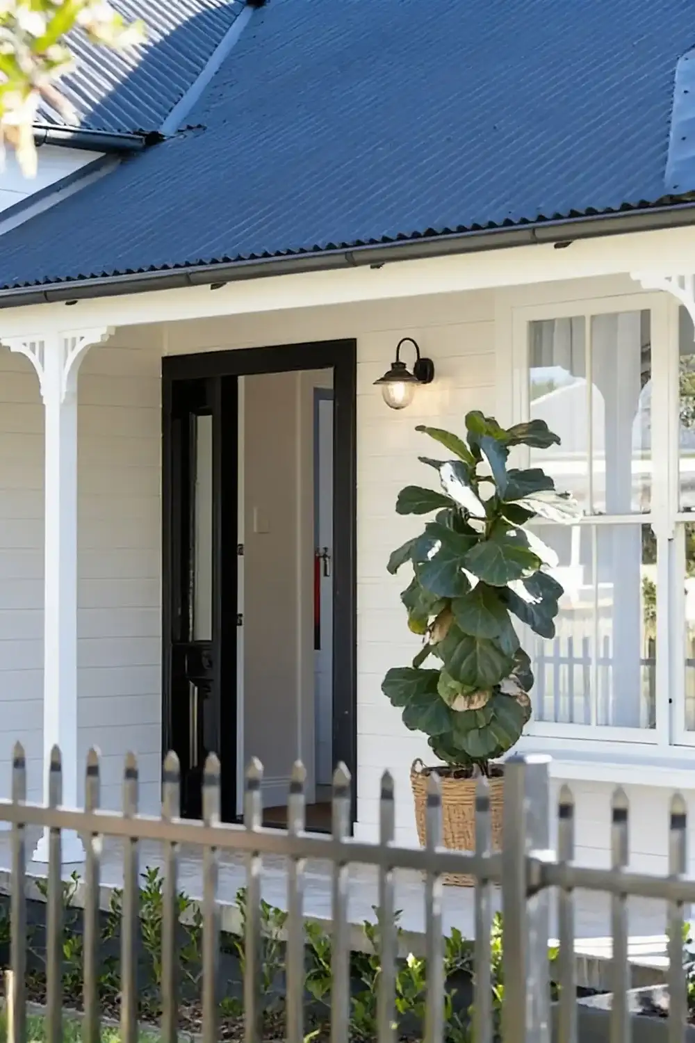 A white weatherboard cottage with a verandah, a corrugated iron roof and a picket fence, a potted fig by the door
