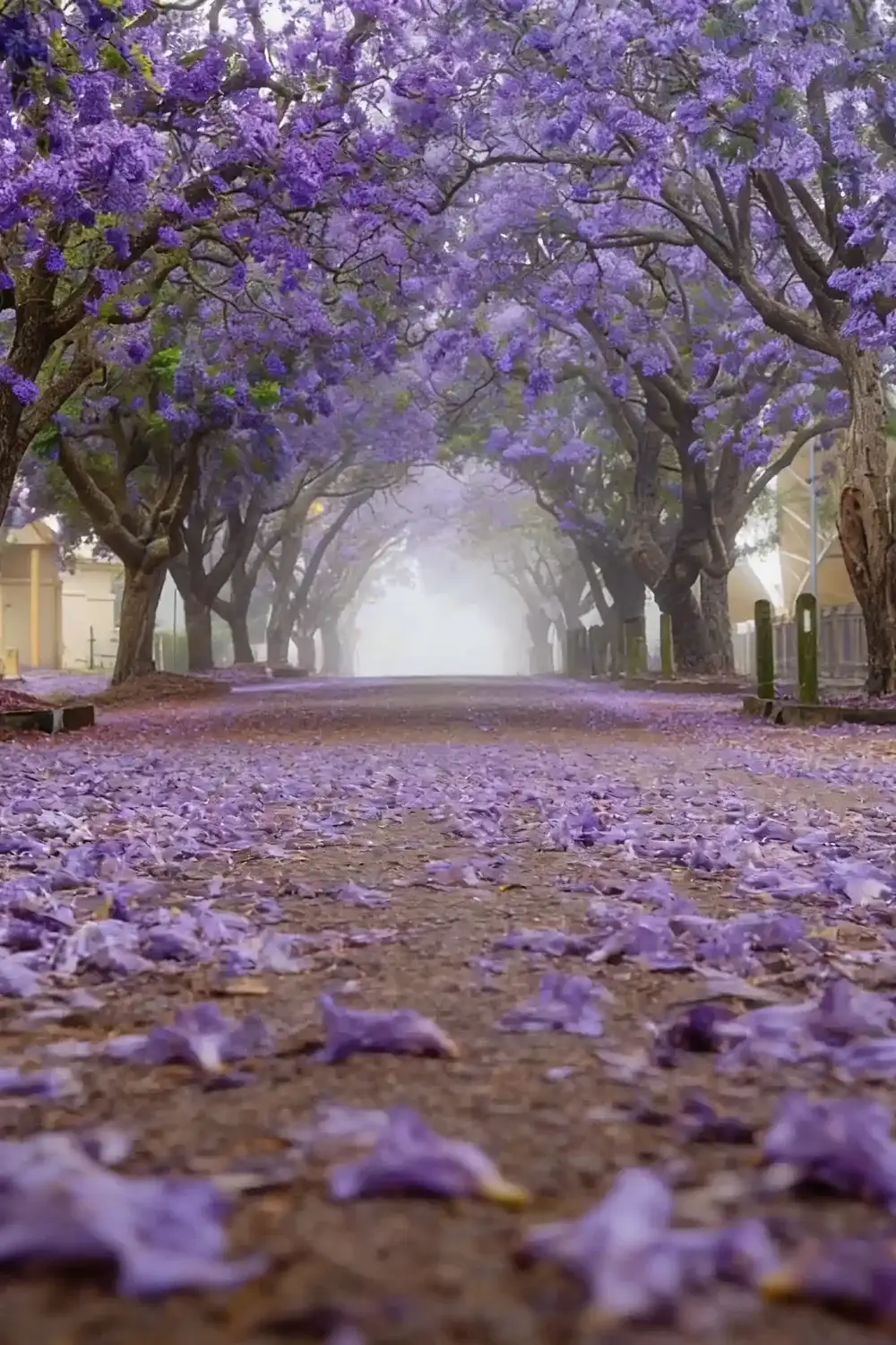 A street lined with jacaranda trees in flower, purple petals covering the road